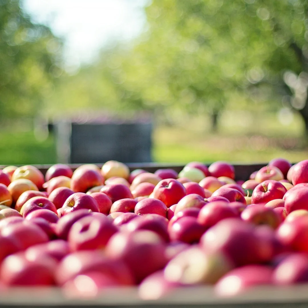 frutas deshidratadas para la industria alimentaria